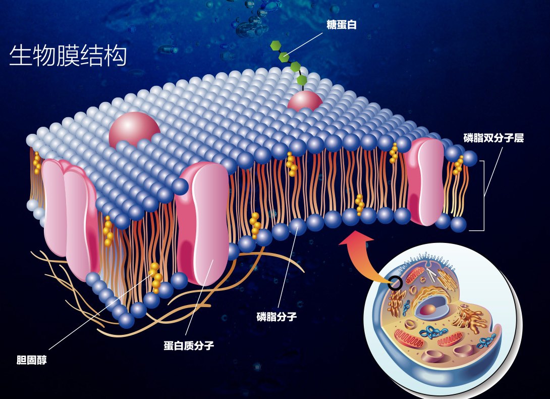 生物膜结构示意图：糖蛋白、磷脂双分子层、磷脂分子、蛋白质分子、胆固醇